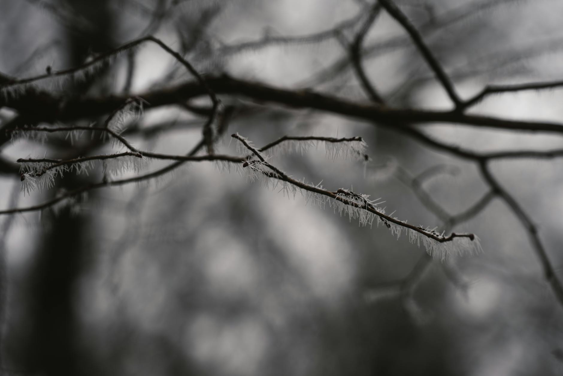 In-silico Analysis – Phytochemicals against ‘mGluR5’ for Therapeutic Intenvention in the Intellect, in Fragile X Syndrome