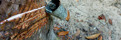 Impacts of Prices on Brazil’s Natural Rubber Exports in Four Historical Periods over 198 Years
