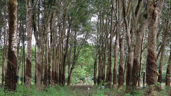 Impacts of Prices on Brazil’s Natural Rubber Exports in Four Historical Periods over 198 Years