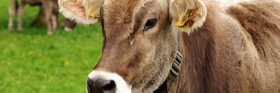 On-Farm Hormonal Oestrus Synchronization and Mass Insemination Technique of Dairy Cattle in Sidama, Ethiopia Banner
