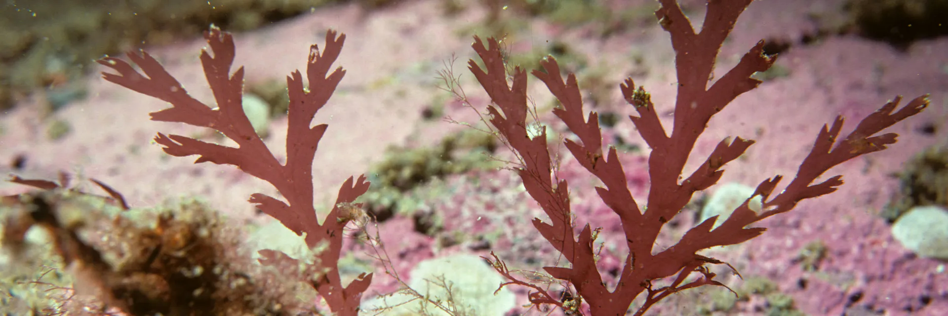 Seaweeds and its Applications: A Review Banner