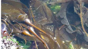 Seaweeds and its Applications: A Review