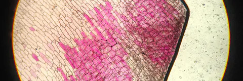 Male Meiotic and Taxonomical Studies in Withania Somnifera (L.) Dunal