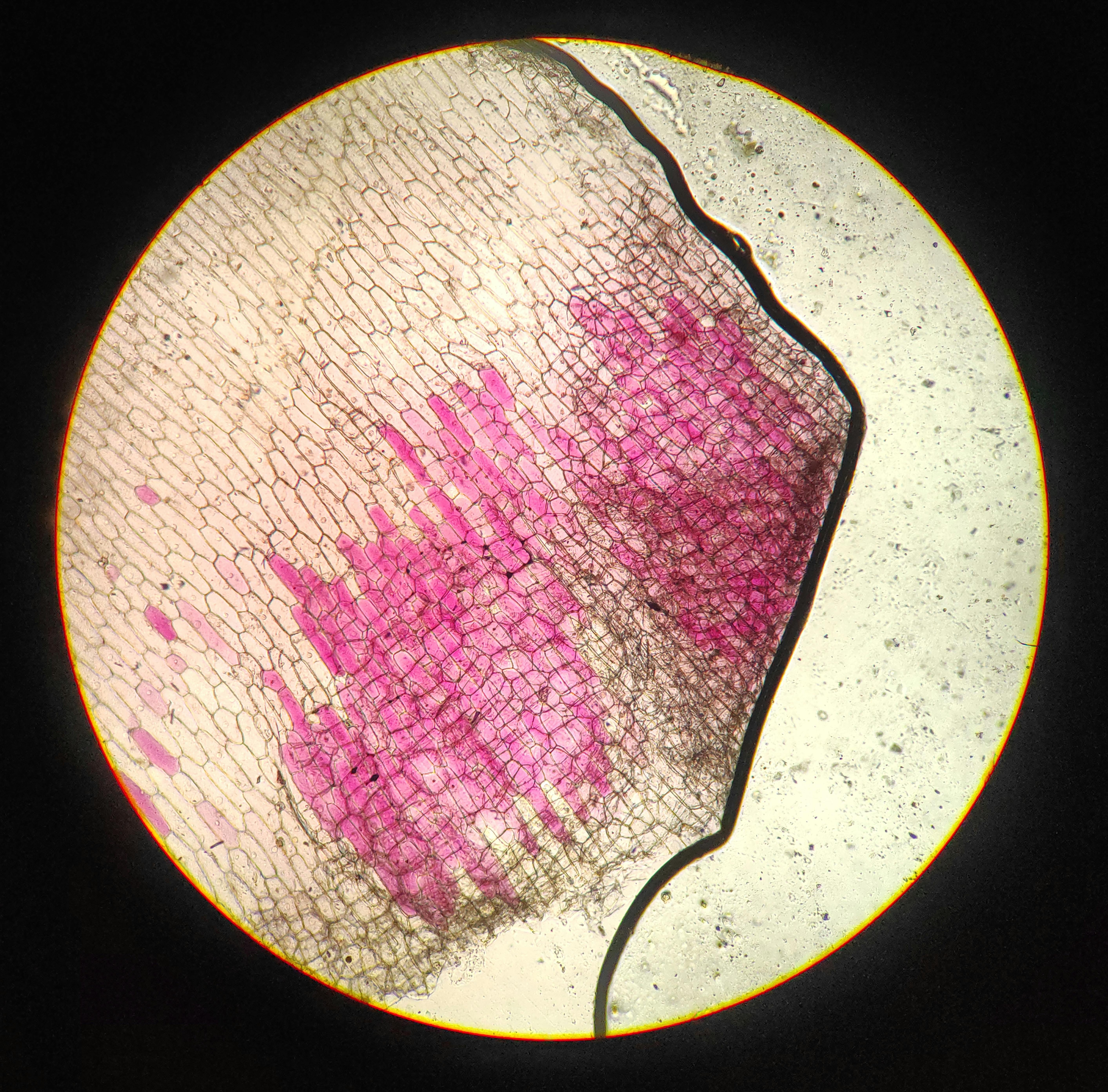 Male Meiotic and Taxonomical Studies in Withania Somnifera (L.) Dunal