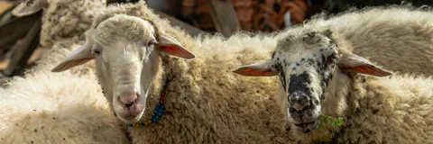The Functionalization of Ownership