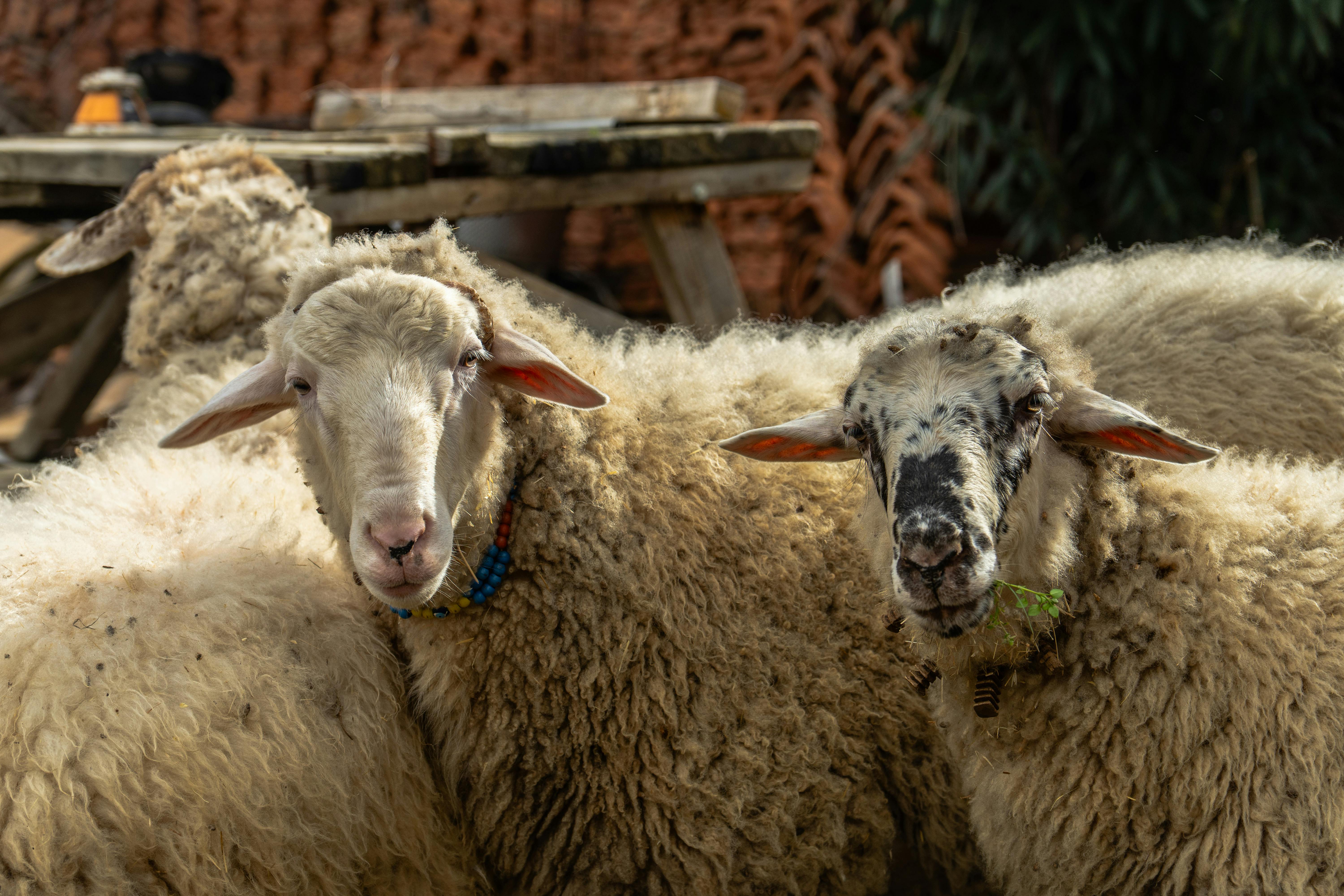 The Functionalization of Ownership Banner