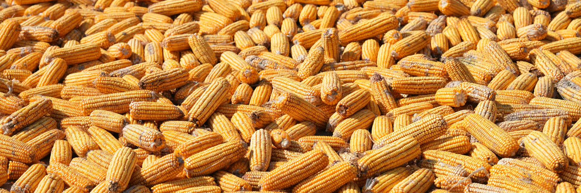 Potential of Bio-Organic Mix as an Alternative to Inorgani Fertilizer in Maize Production in Africa.A Banner