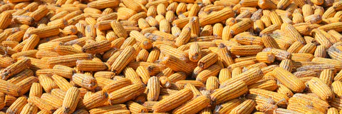Potential of Bio-Organic Mix as an Alternative to Inorgani Fertilizer in Maize Production in Africa.A