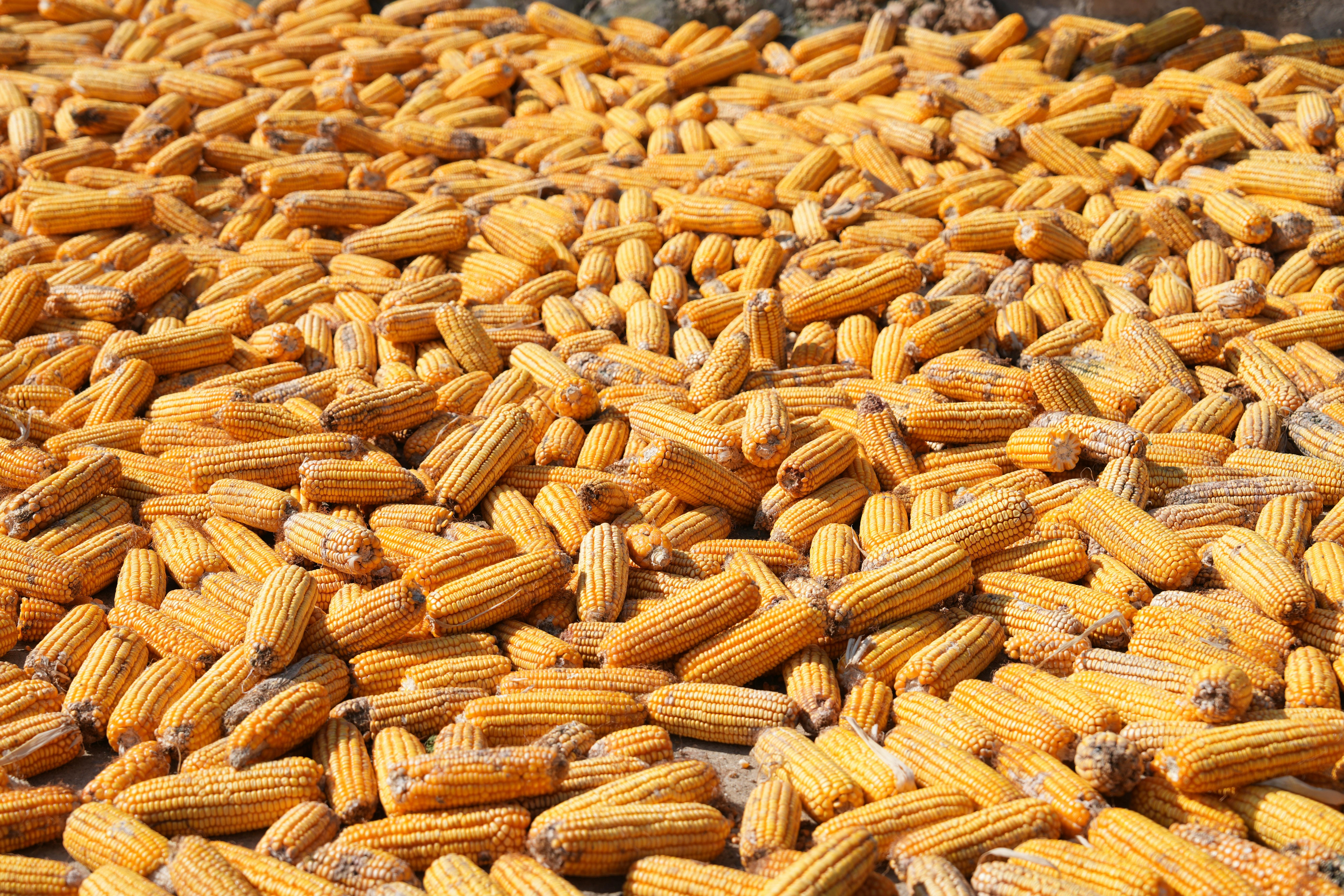 Potential of Bio-Organic Mix as an Alternative to Inorgani Fertilizer in Maize Production in Africa.A