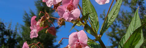 Morphology and Pollen Studies of Three Varieties of Impatiens Balsamina Linn. (Balsalminaceae) in Obafemi Awolowo University, Ile-Ife, Osun State, Nigeria