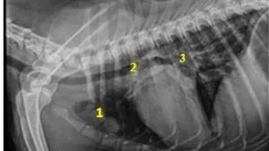 Evaluation of Radiographically Evident Cardio-Pulmonary, Metastatic and Paraneoplastic Changes in Thorax Associated with Superficial and Mammary Neoplasms in Dogsa
