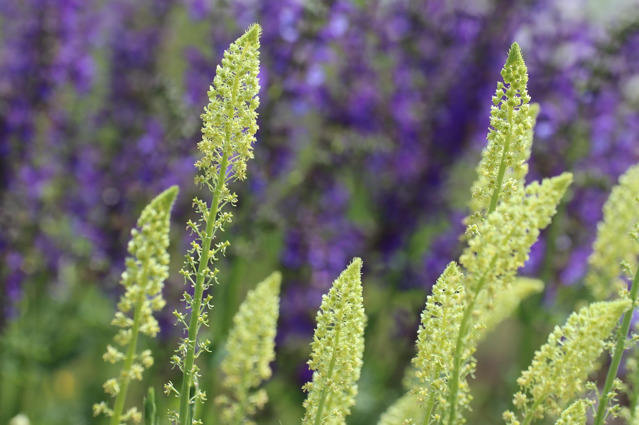 On the Behavior of Certain Artificial Grasslands on the Slopes of the Central Balkan Mountain in Bulgaria.