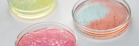 Detection of the Inhibitory Potential of Psidium Guajava L. Extract in Multidrug-Resistant Corynebacterium Striatum Strains Isolated from Nosocomial Outbreaks