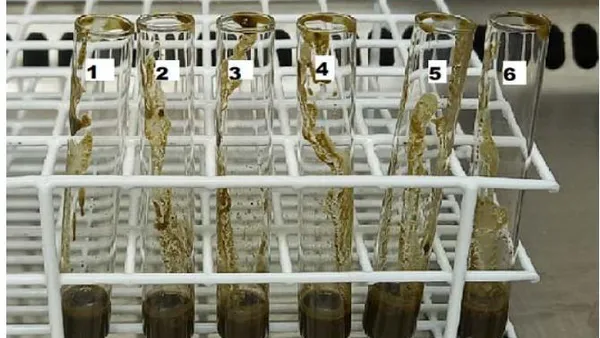 Detection of the Inhibitory Potential of Psidium Guajava L. Extract in Multidrug-Resistant Corynebacterium Striatum Strains Isolated from Nosocomial Outbreaks