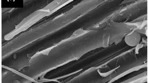 Enhancing Composite Performance: Hydrothermally Treated Wood Reinforcement in Recycled Polypropylene