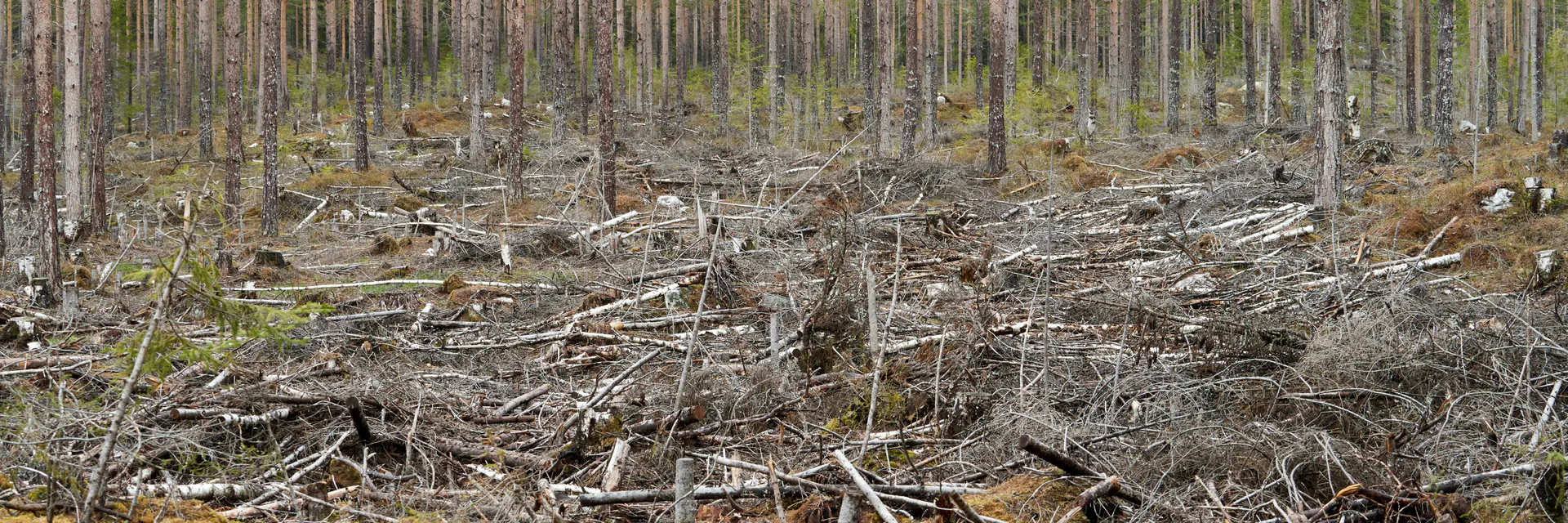 Tree Species Diversity Status and Contributors to Forest Degradation in Shasha Forest Reserve, Nigeria Banner