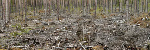 Tree Species Diversity Status and Contributors to Forest Degradation in Shasha Forest Reserve, Nigeria