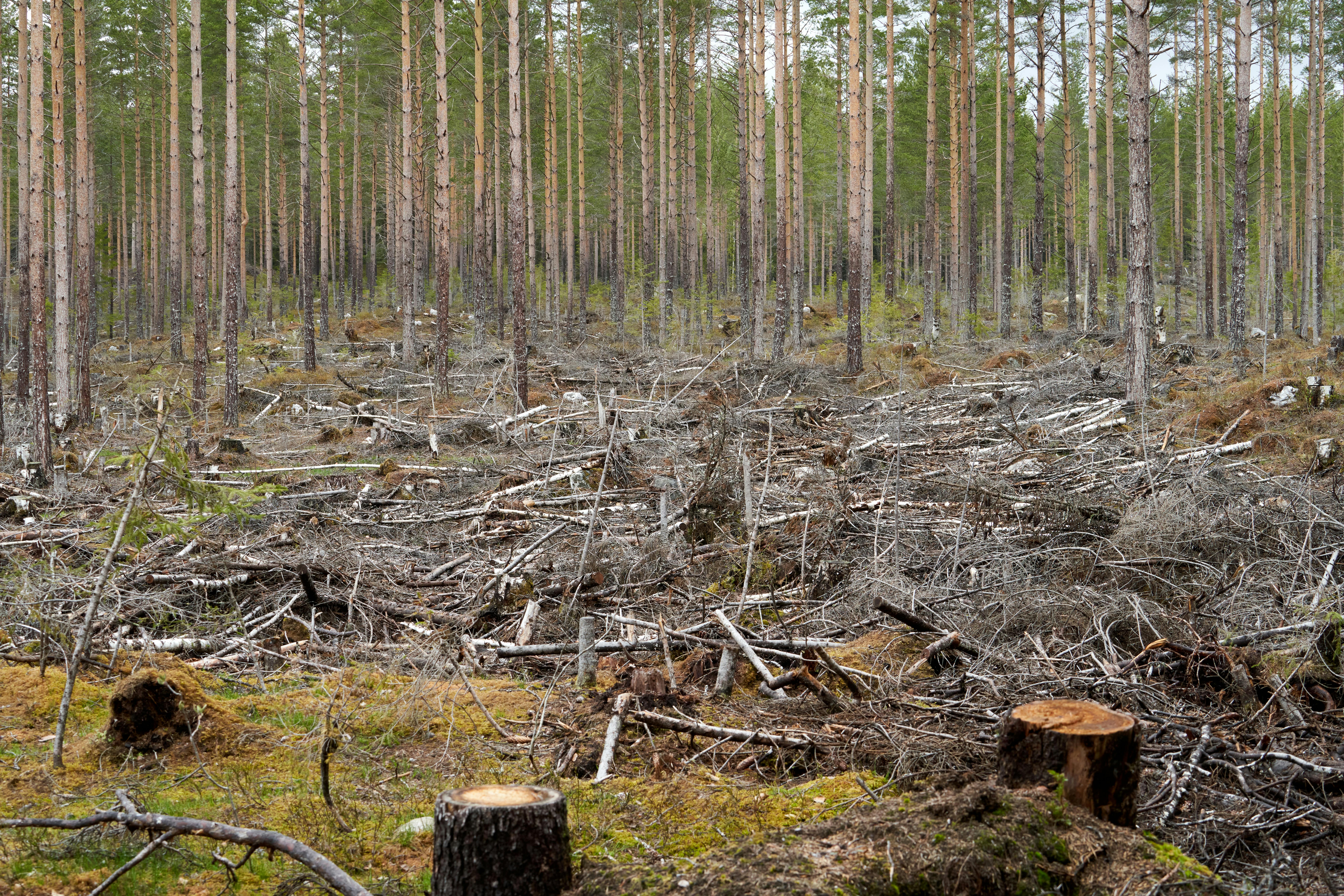Tree Species Diversity Status and Contributors to Forest Degradation in Shasha Forest Reserve, Nigeria