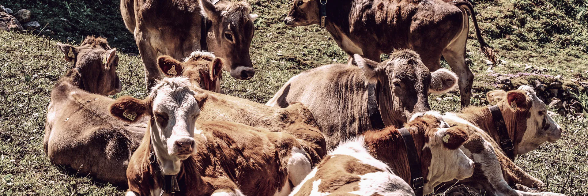 Socio-Economic Profile of Dairy Farmers in Maharashtra: A Case Study of Latur District Banner