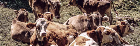 Socio-Economic Profile of Dairy Farmers in Maharashtra: A Case Study of Latur District