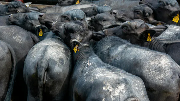 Socio-Economic Profile of Dairy Farmers in Maharashtra: A Case Study of Latur District