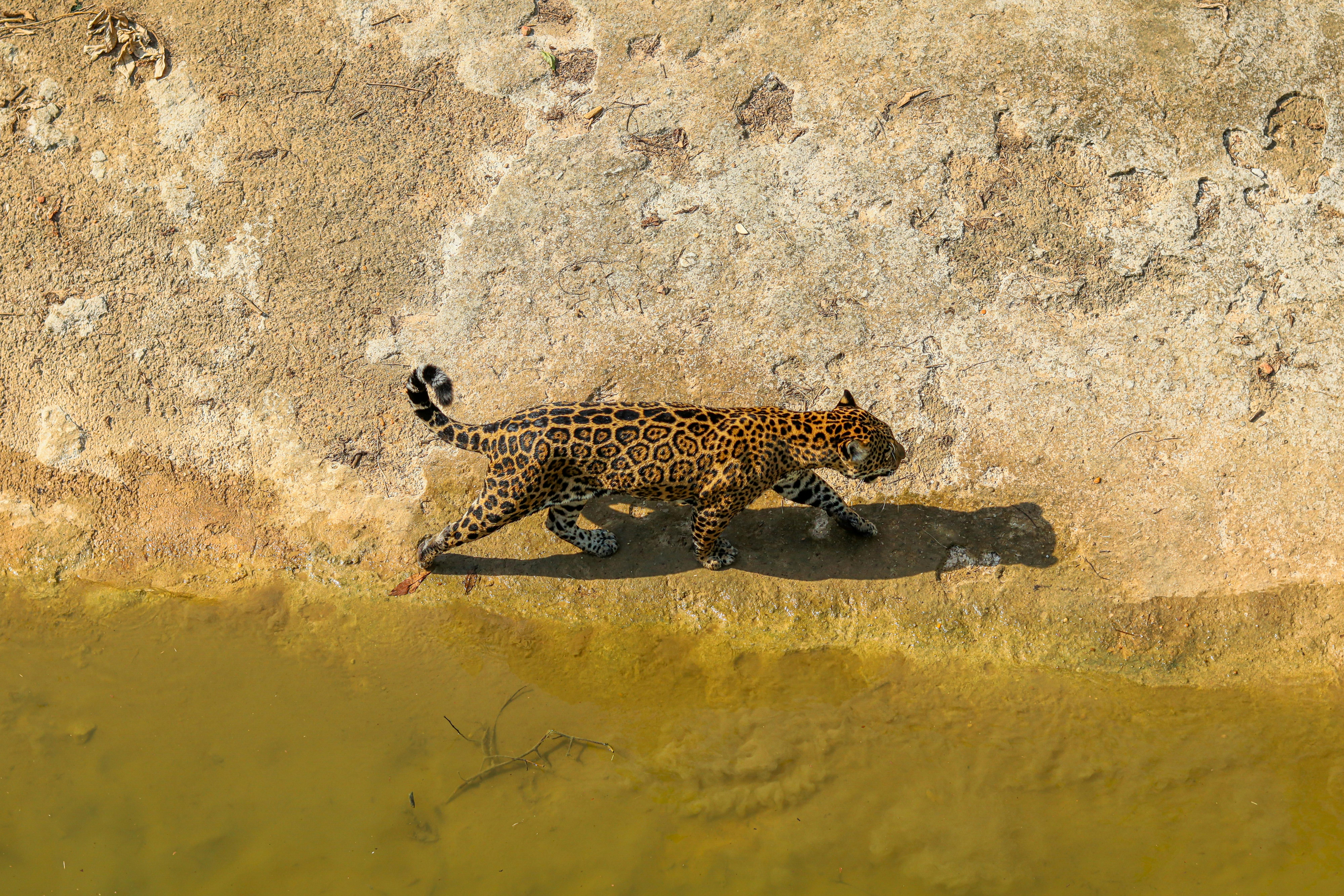The Problems of Building Construction in Manacapuru-AM: The Correnteza and Terra Preta Neighborhoods