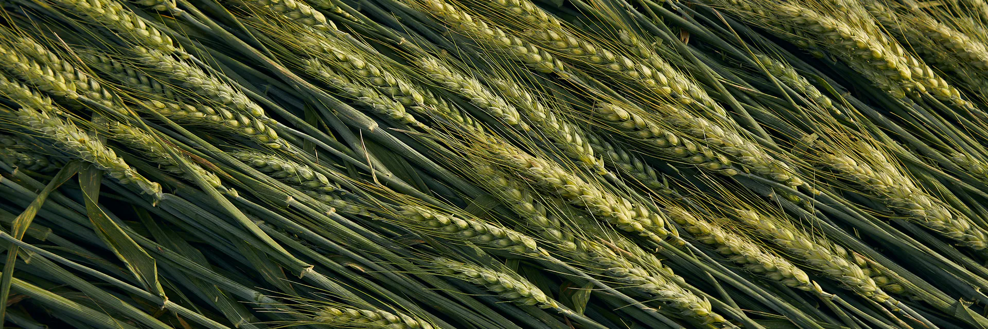 Multi-Criteria Selection and Screening for Karnal Bunt Resistance of Wheat (Triticumaestivum L. Em. Thell.) in Eastern Uttar Pradesh Banner