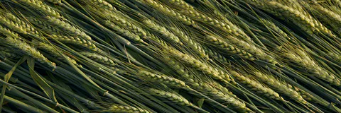 Multi-Criteria Selection and Screening for Karnal Bunt Resistance of Wheat (Triticumaestivum L. Em. Thell.) in Eastern Uttar Pradesh