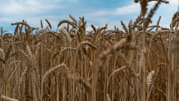 Multi-Criteria Selection and Screening for Karnal Bunt Resistance of Wheat (Triticumaestivum L. Em. Thell.) in Eastern Uttar Pradesh