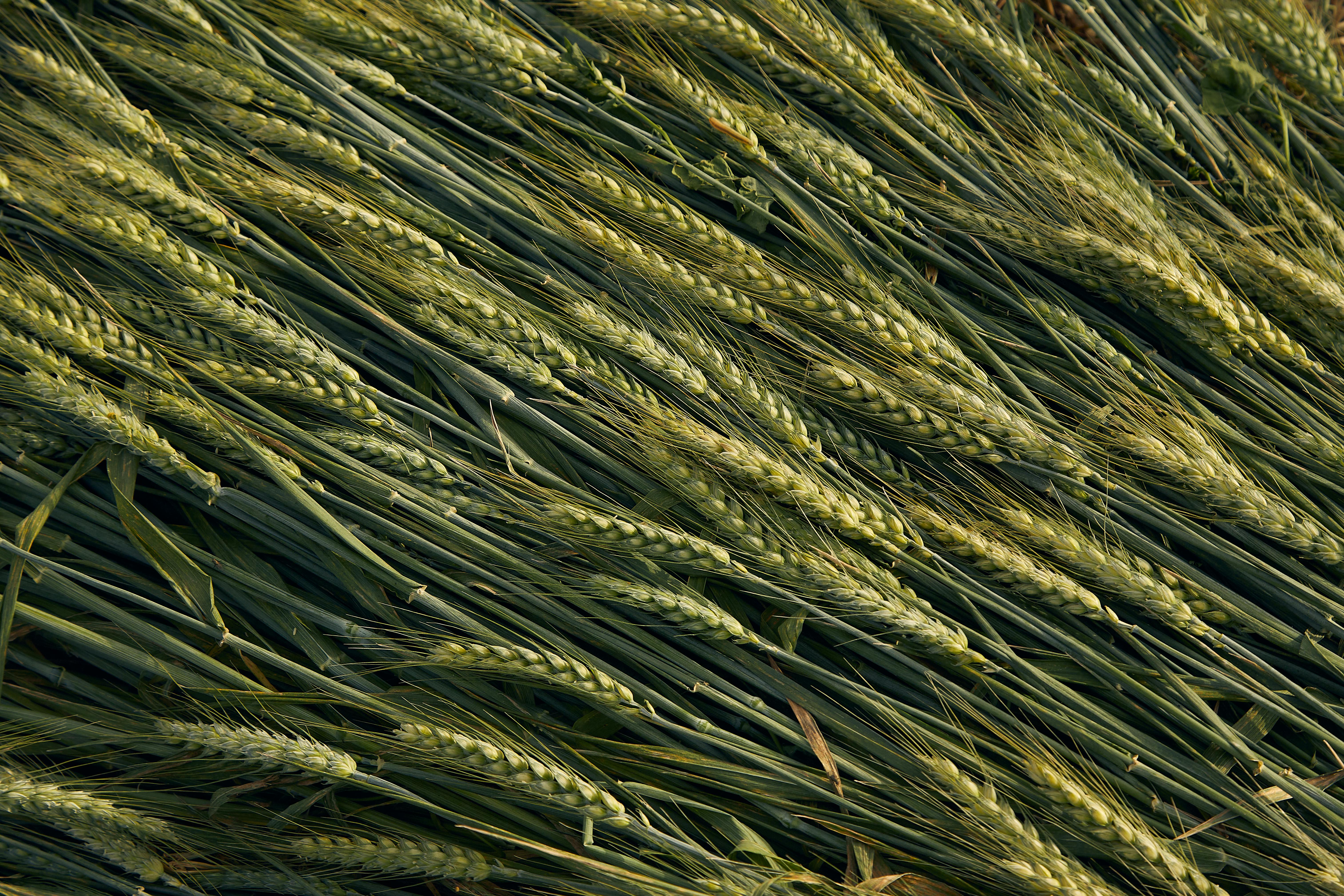 Multi-Criteria Selection and Screening for Karnal Bunt Resistance of Wheat (Triticumaestivum L. Em. Thell.) in Eastern Uttar Pradesh