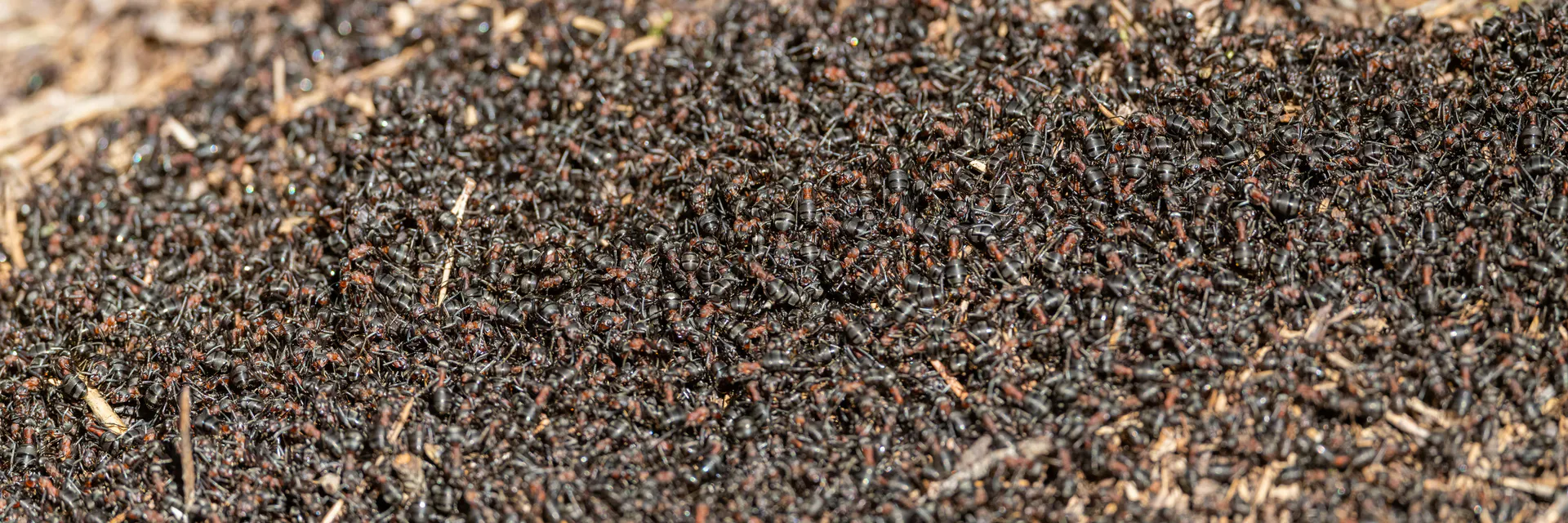 Repairing Behavior of Termites Odontotermes Obesus (Rambur),(Blattodea: Termitidae) in Response to the Damage of Indoor Mudtube Banner