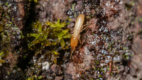 Repairing Behavior of Termites Odontotermes Obesus (Rambur),(Blattodea: Termitidae) in Response to the Damage of Indoor Mudtube