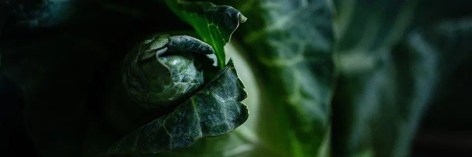 Bioaccessibility of Principal Health Promoting Compounds in Broccoli Parthenon and Savoy Cabbage Dama Banner