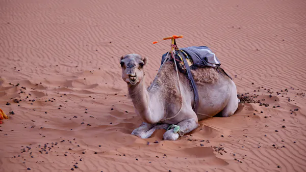 Prevalence and Risk Factors Associated with Dermatophytosis in the one Humped Camel (Camelus Dromedarius) Dairy Farms in Benadir Region, Somalia