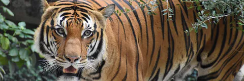 Area Preference of GPS Tagged Re-Introduced Tigresses within their 100% MCPs in Sariska Tiger Reserve, India