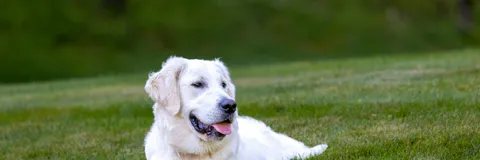 Adding Krill Oil and Low Molecular Weight Hyaluronic Acid to Movoflex® Soft Chews Helps Improve Dog’s Mobility