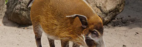 Quantitative Outcomes of a One Health Approach to Investigate the First Outbreak of African  Swine Fever in the Republic of Sierra Leone