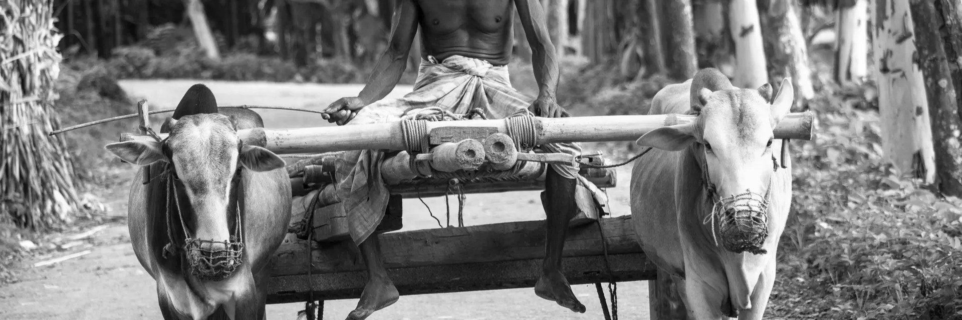 Commonly Encountered Ailments in Working Bullocks in Western Maharashtra, India Banner