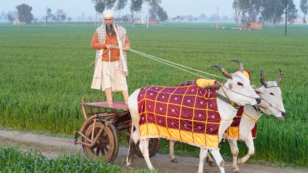 Commonly Encountered Ailments in Working Bullocks in Western Maharashtra, India