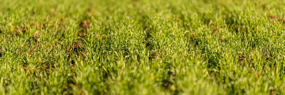 Cropland Bioaccumulation Risks of Potentially Toxic Elements in Soil of some Designated Foodstuffs Cultivated in Odu’a Farm Establishment, Aawe, Oyo State, Nigeria Banner