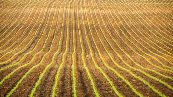 Cropland Bioaccumulation Risks of Potentially Toxic Elements in Soil of some Designated Foodstuffs Cultivated in Odu’a Farm Establishment, Aawe, Oyo State, Nigeria