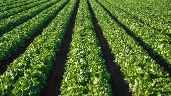 Agribusiness Entrepreneurs and their Market Share