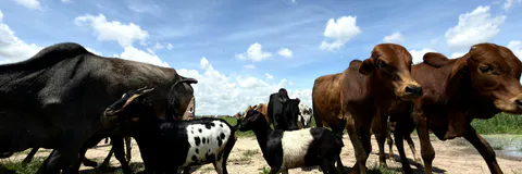Innovative and Affordable Feed Solutions for Enhancing Cattle Finishing in Tanzania