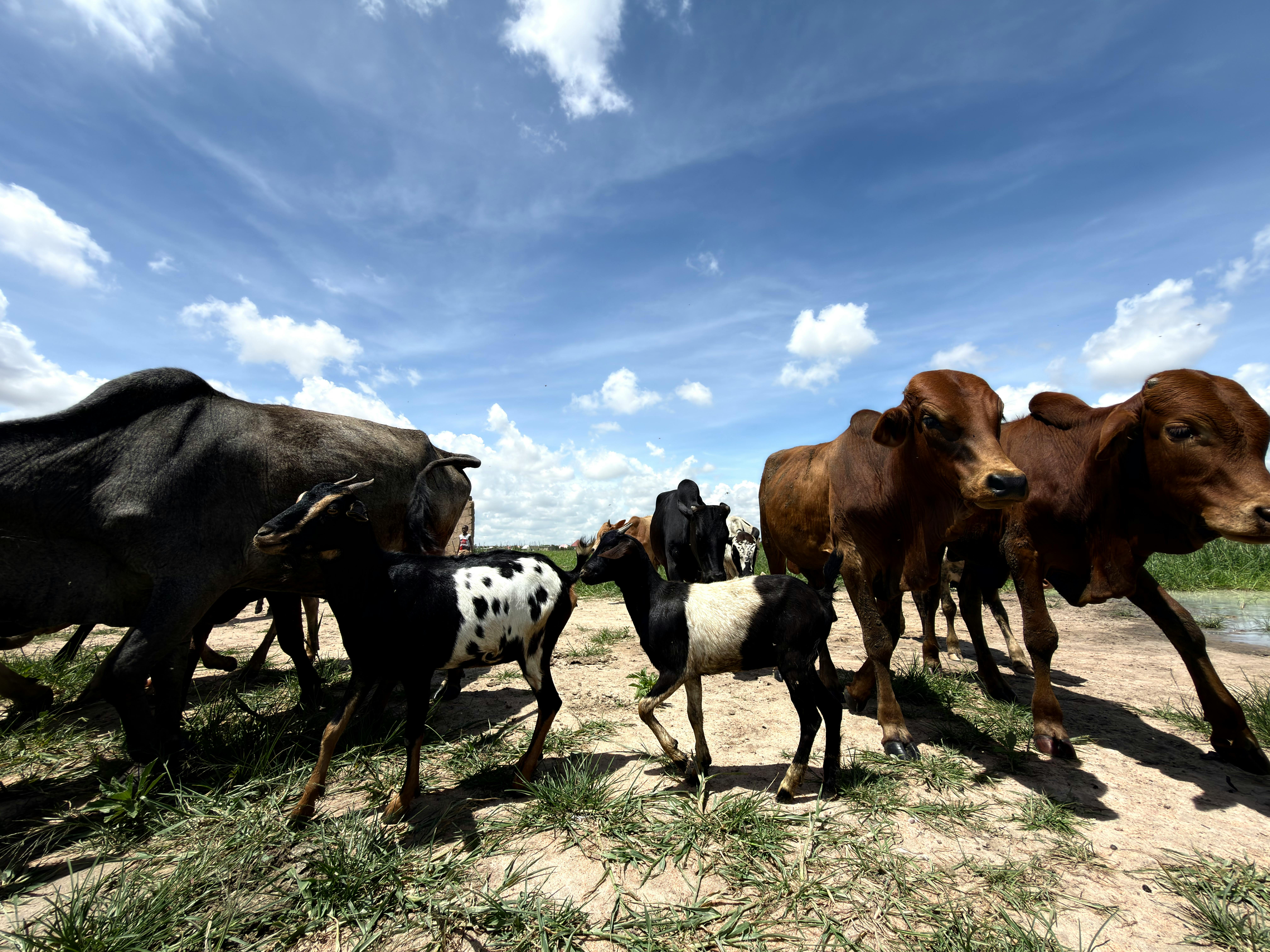 Innovative and Affordable Feed Solutions for Enhancing Cattle Finishing in Tanzania Banner