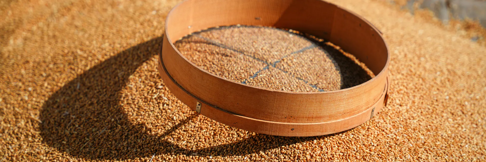 A Semi-Empirical Model of Winter Wheat Grain Protein Content Banner