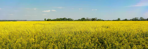 The Results of Ecological Variety Trial of Varieties and Hybrids of Spring Rapeseed in the Conditions of Western Siberia