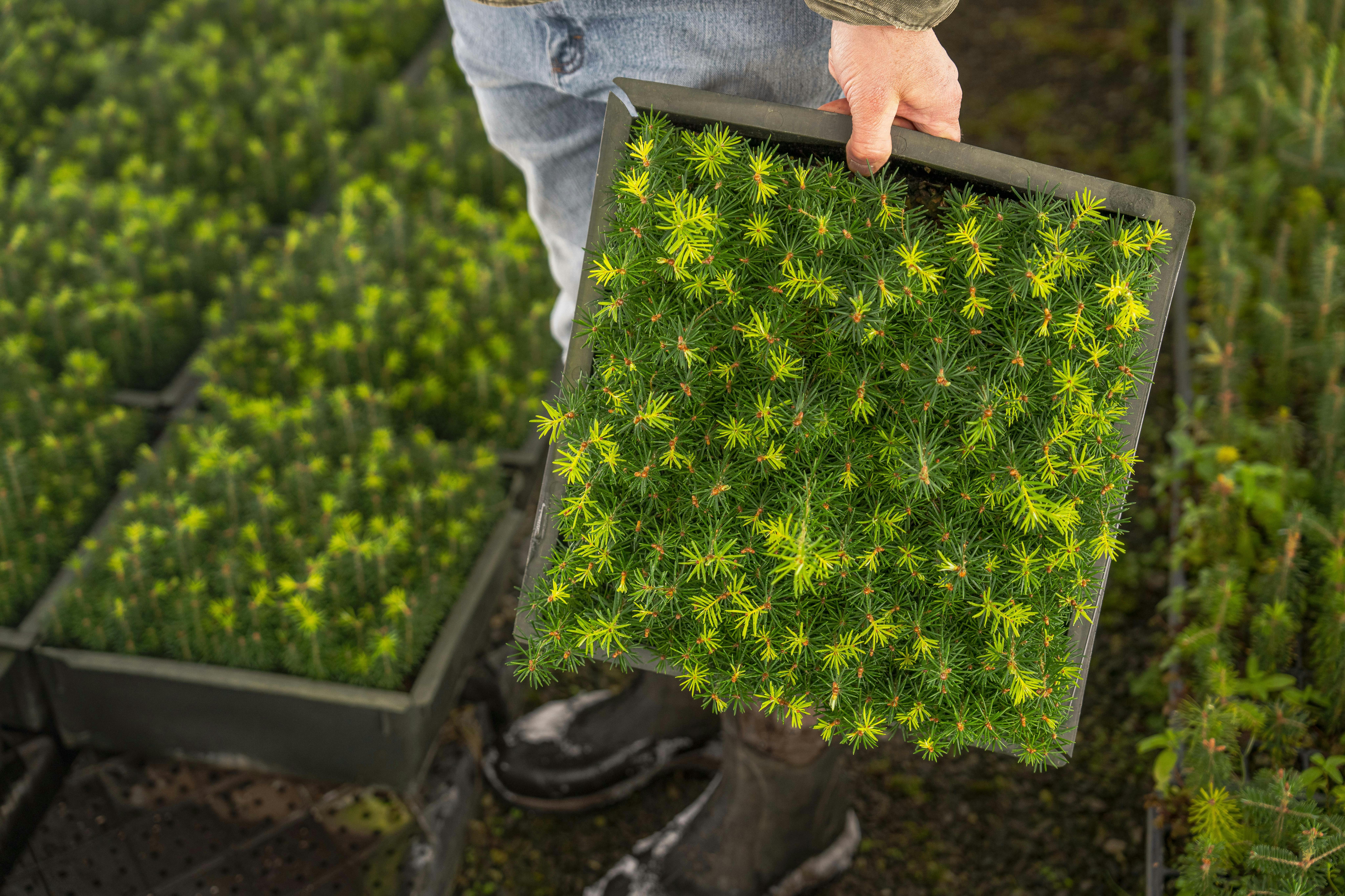 Systemic Approach and Use of Models for Rehabilitation of  Degraded Areas