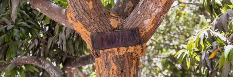 A Combination of Data Augmentation Techniques for Mango Leaf Diseases Classification