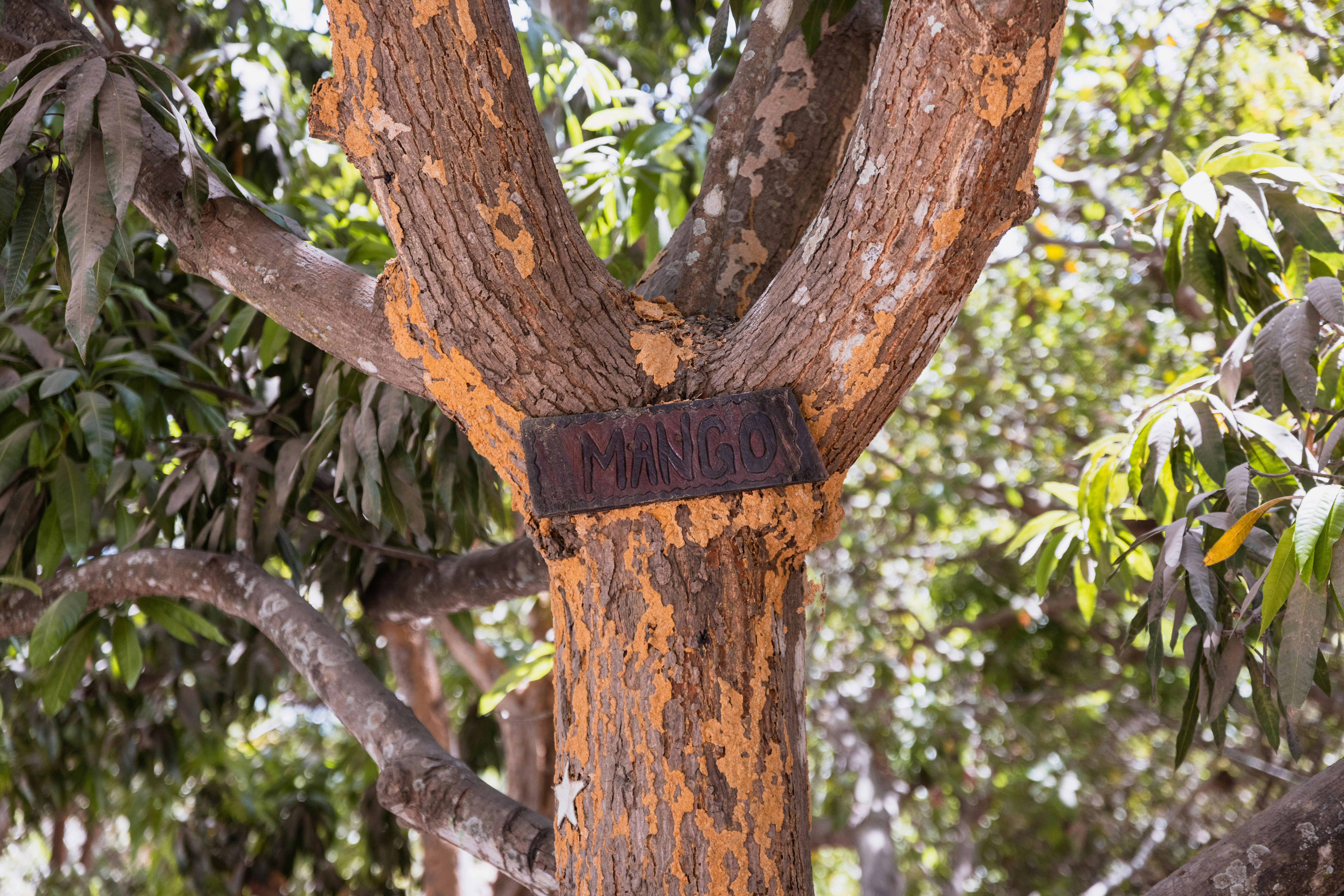 A Combination of Data Augmentation Techniques for Mango Leaf Diseases Classification