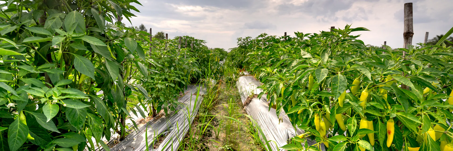 Genetic Variability and Heritability Study of Hot Pepper (Capsicum annuum L.) Genotypes in Wolaita, Southern Ethiopia Banner